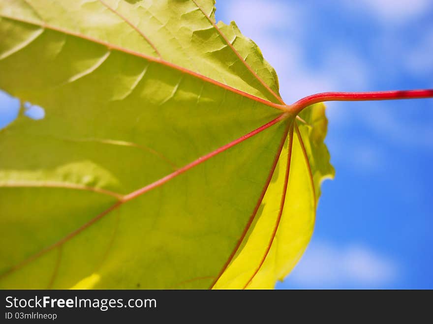 Maple Leaf Over Blue Sky