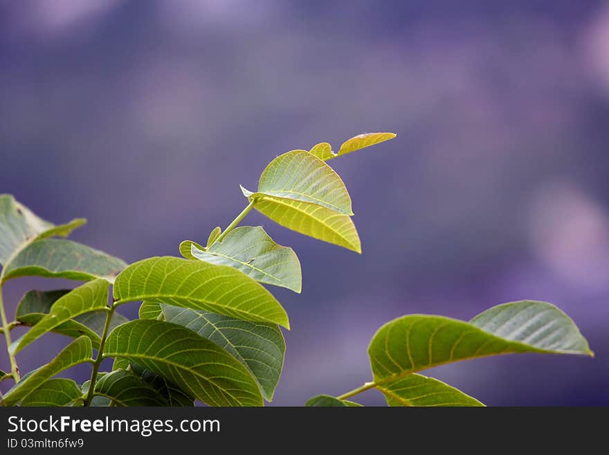 Green Leaf