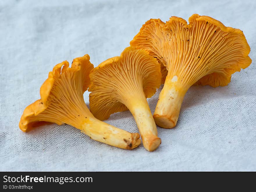 Chanterelle