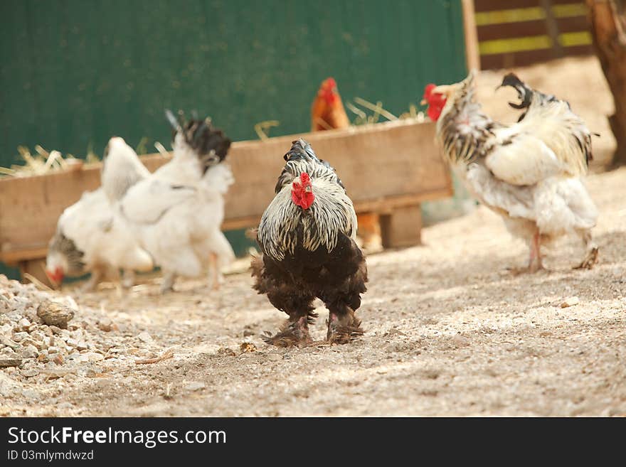 General rooster with group of hens on the farm yard