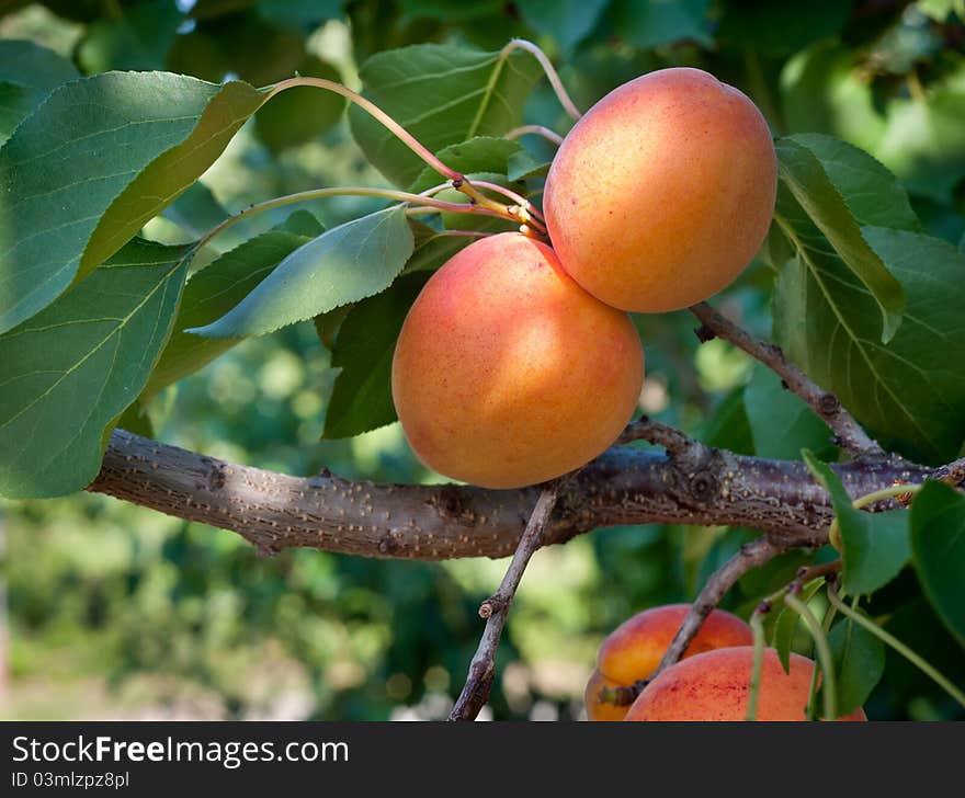 Ripe apricots on a green branch