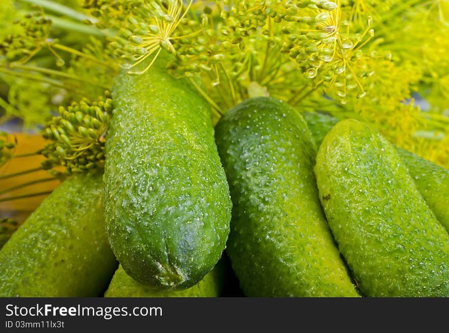 Polish garlic cucumbers (ingredients)