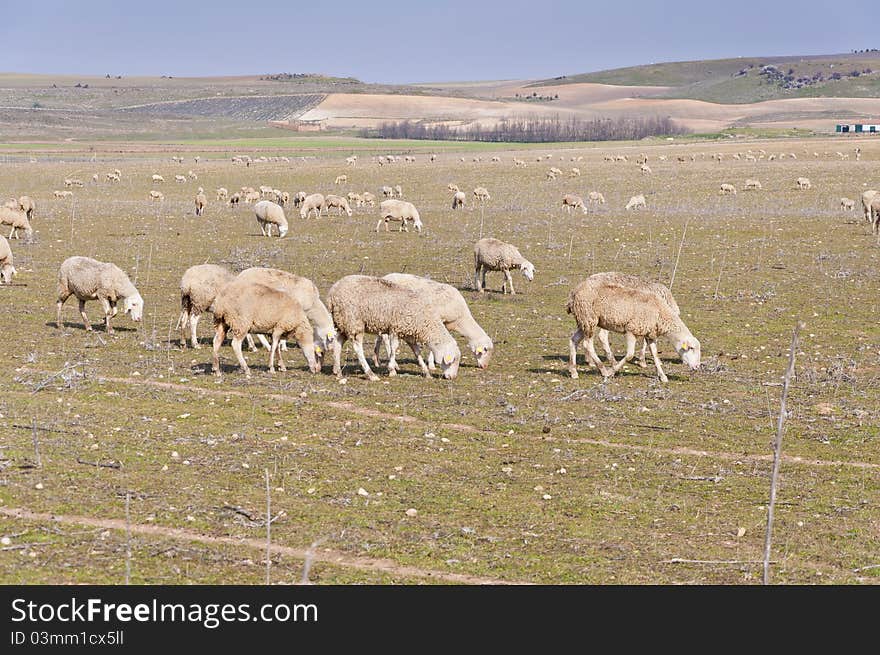 Flock Of Sheep