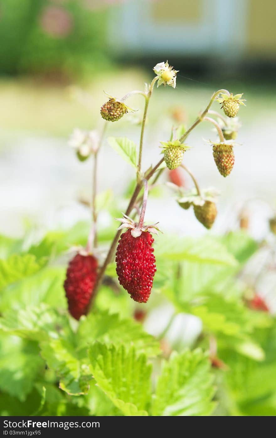 Wild red strawberries in a sunny day. Wild red strawberries in a sunny day