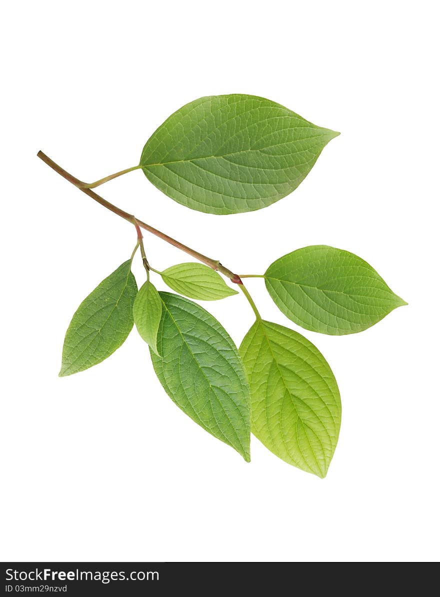 Beautiful branch with green leaves isolated on white background