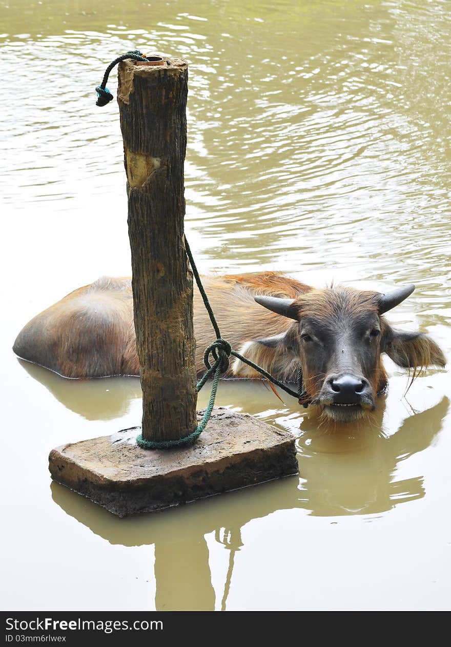 Buffalo taking a bath in the pool