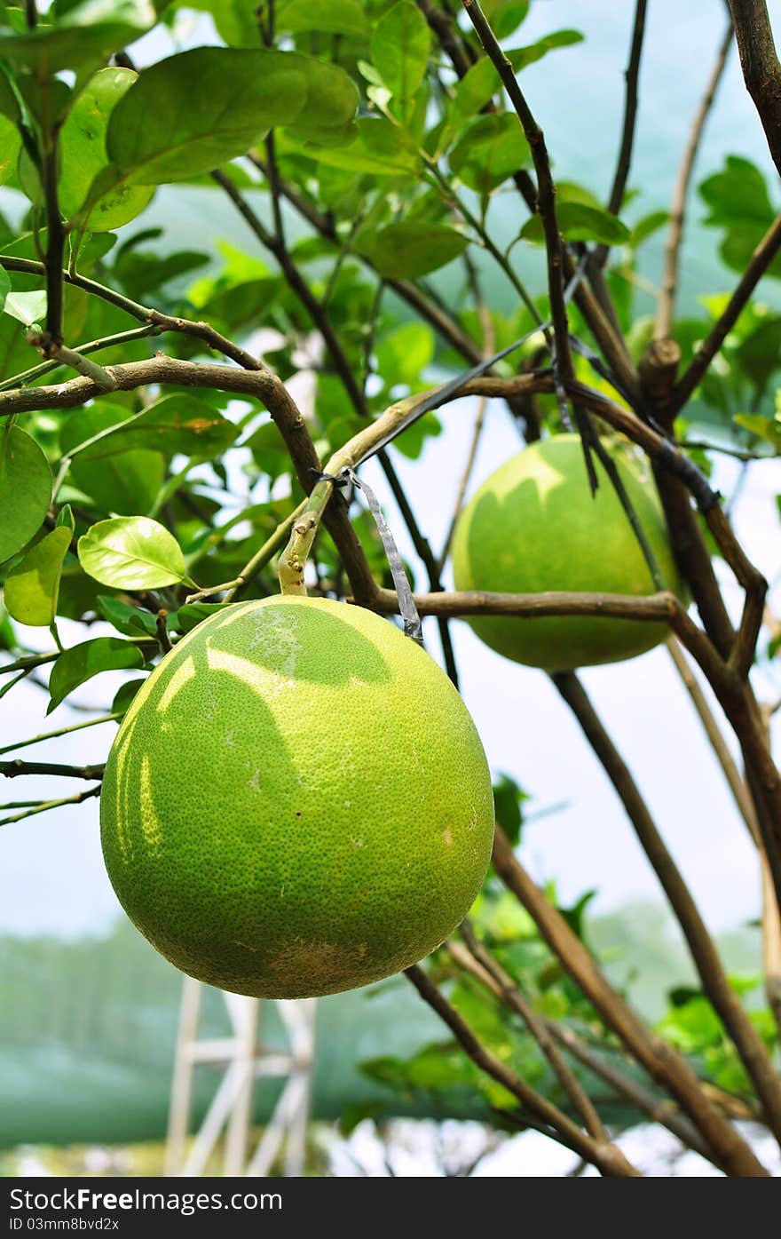 Giant green orange fruit tree in the garden