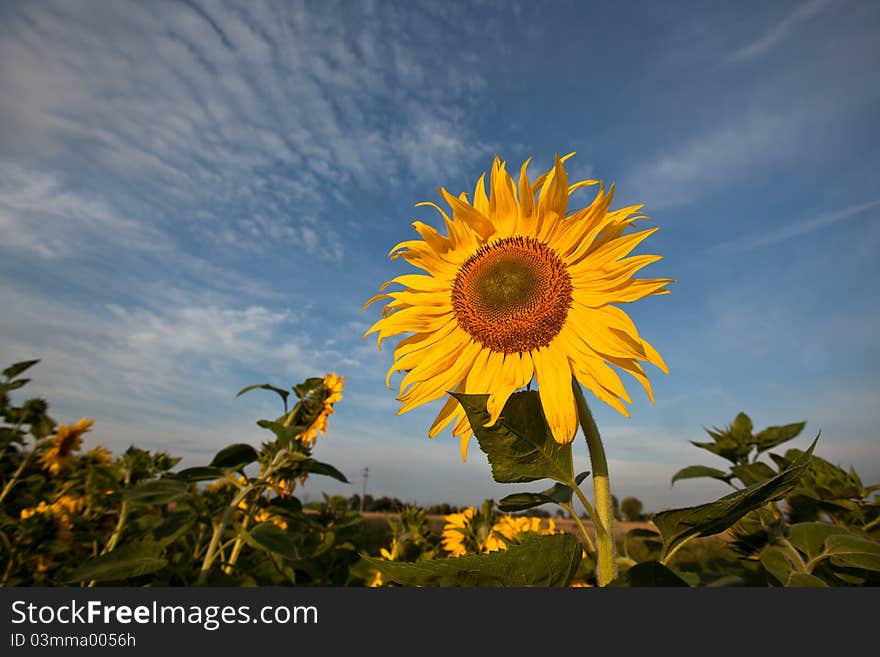 Sunflower on a field of sunflowers