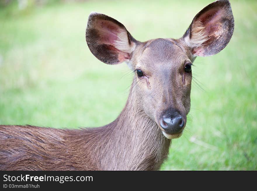 Whitetail doe portrait.