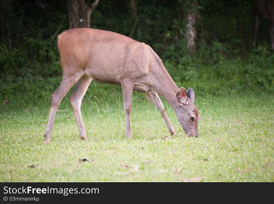 Young deer in a forest.