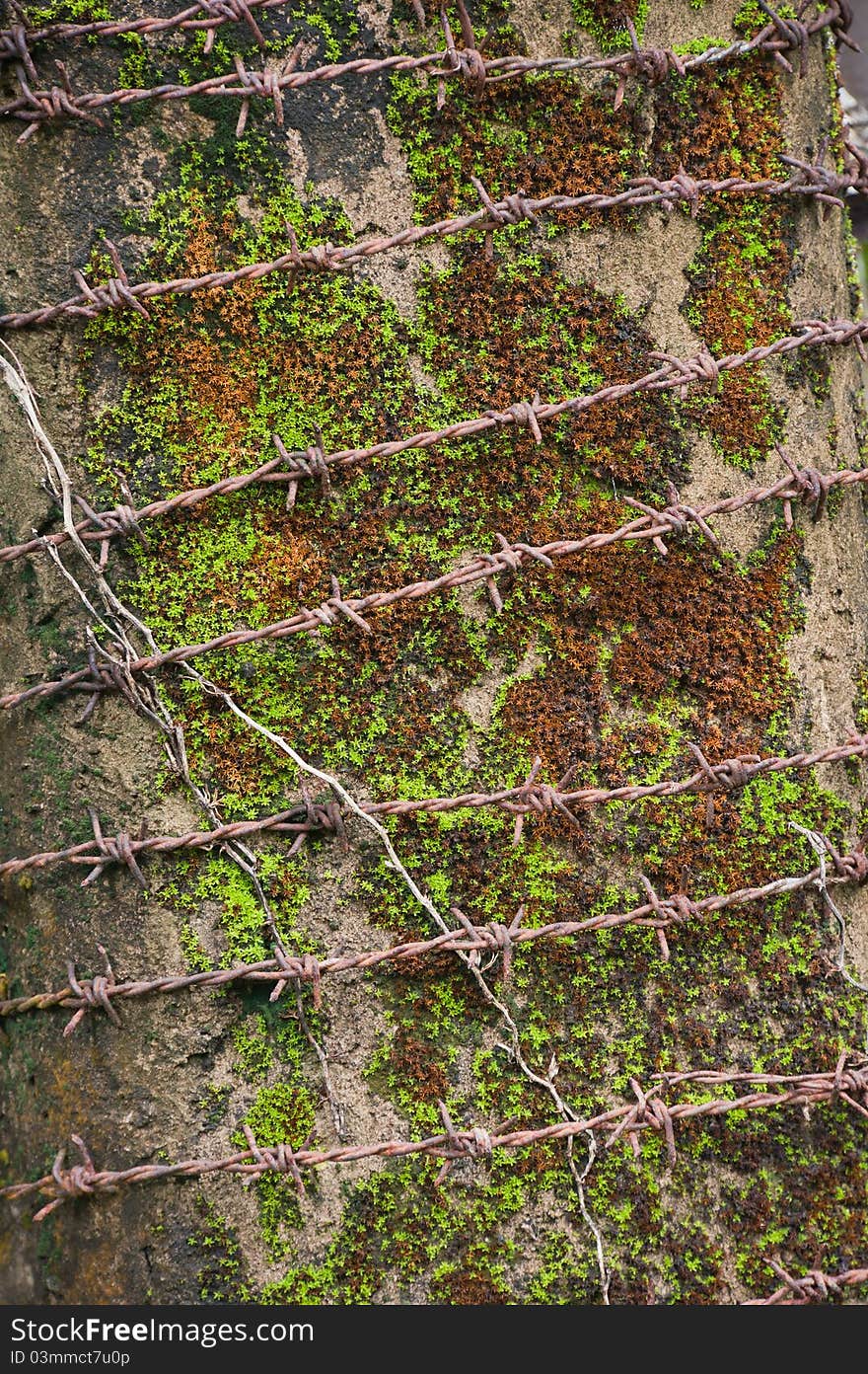 Barbed wire with a moss background