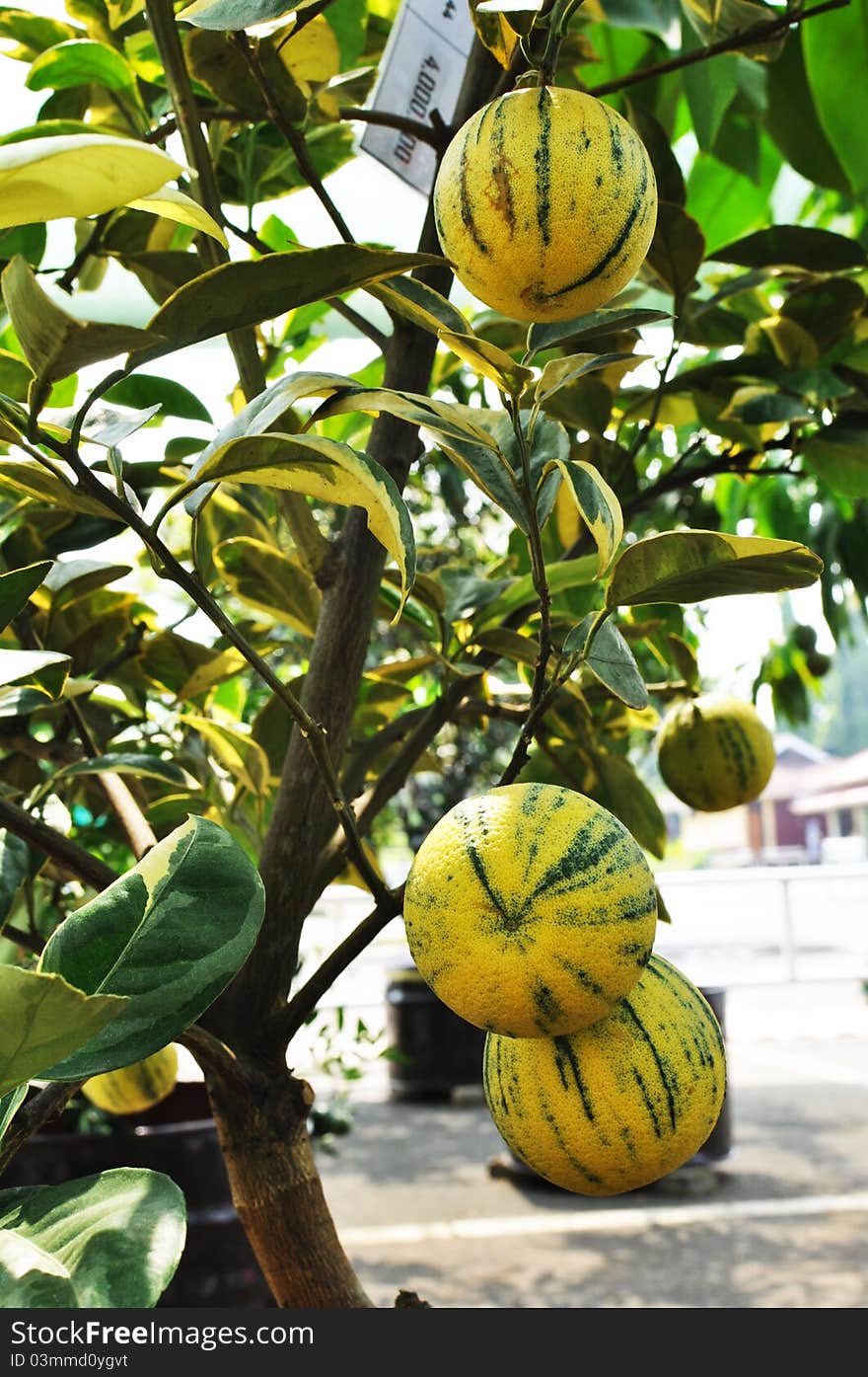 Yellow zebra orange fruit tree