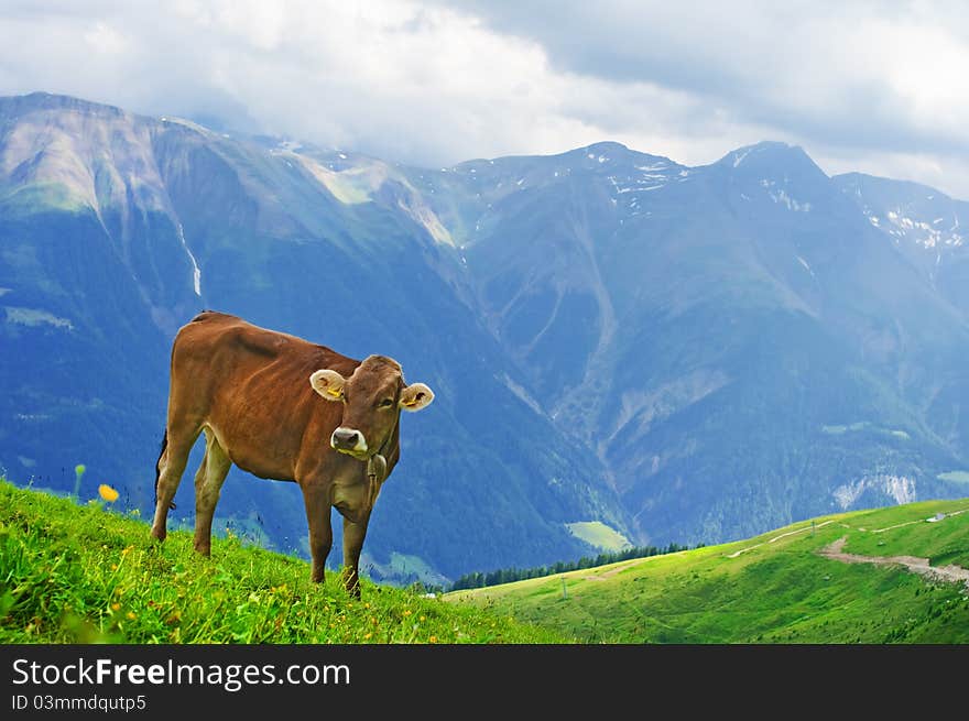 Swiss cow