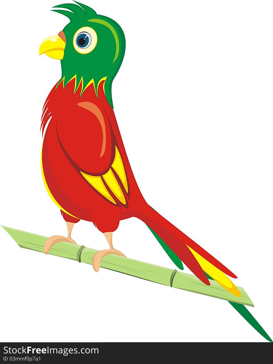 A parrot on white background