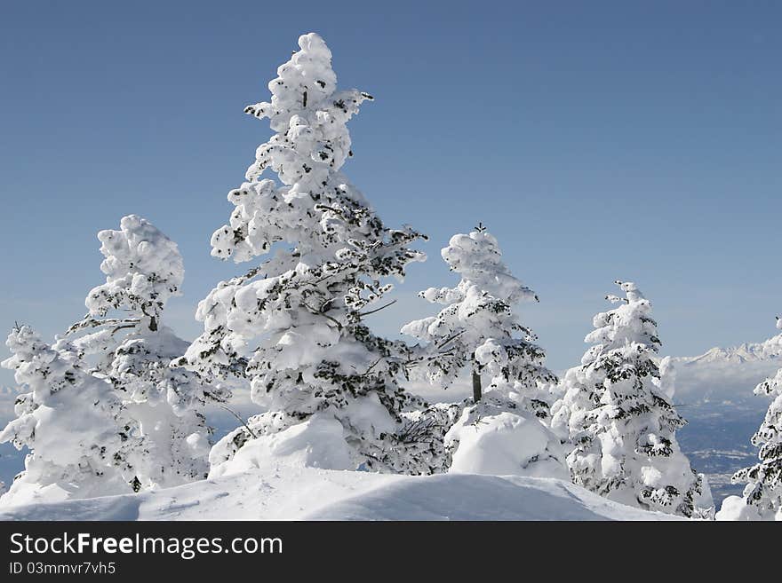 Winter Forest