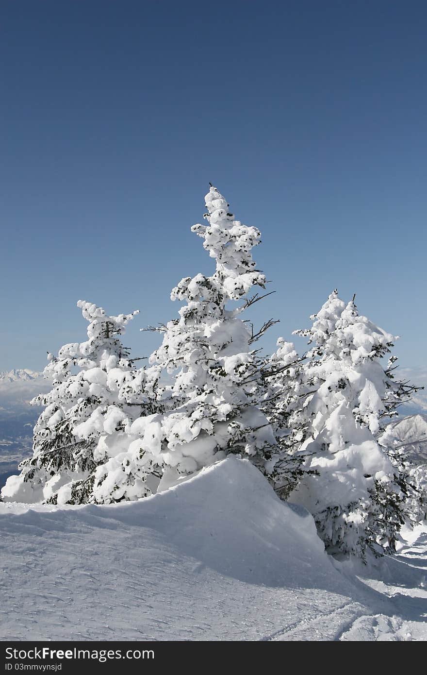 Winter forest