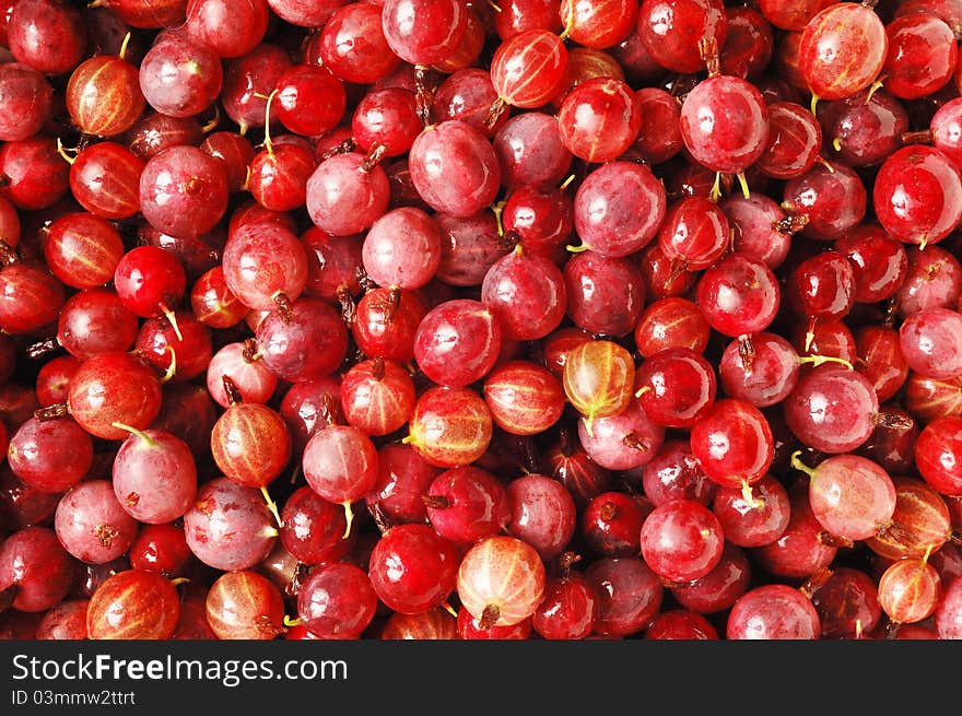 A lot of fresh gooseberry. A lot of fresh gooseberry