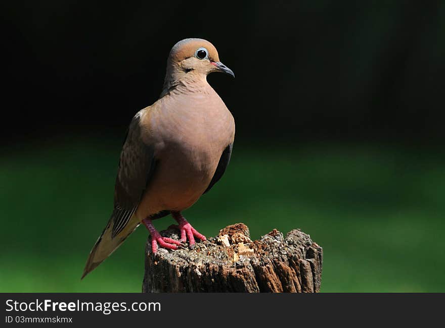 Dove on Post