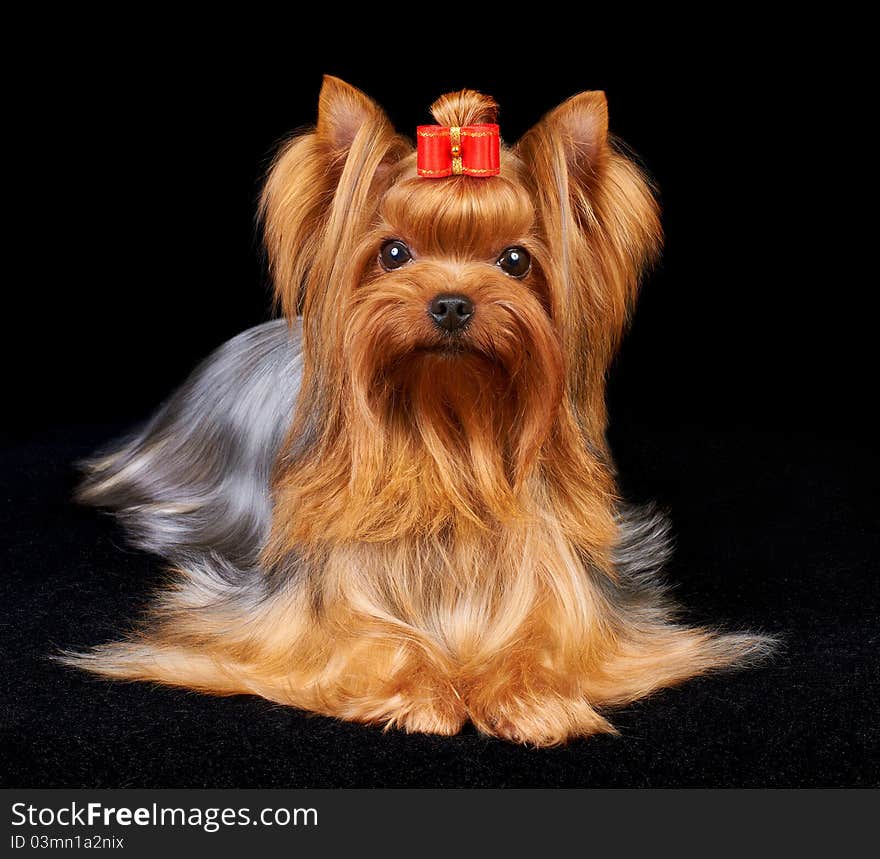 Beautiful Yorkshire Terrier on the black background