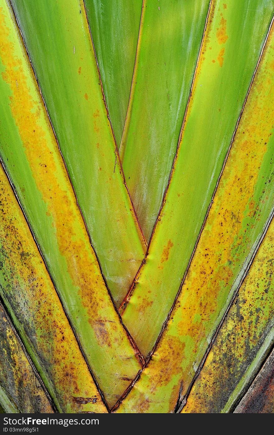 Patterns of plants.
 The overlap of the lines.
 The user writes, and yellow.
 Motifs of banana trees.
 The background is made of banana tree.