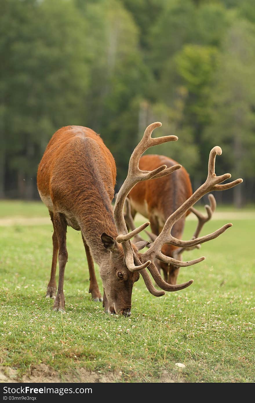 A view of two antlered deers in field
