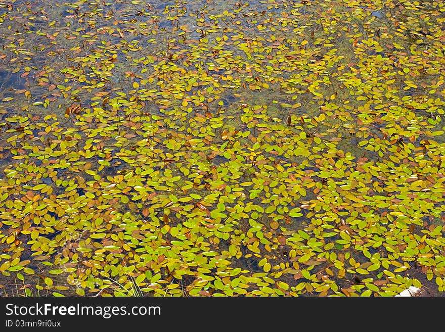 Many leafs texture on water