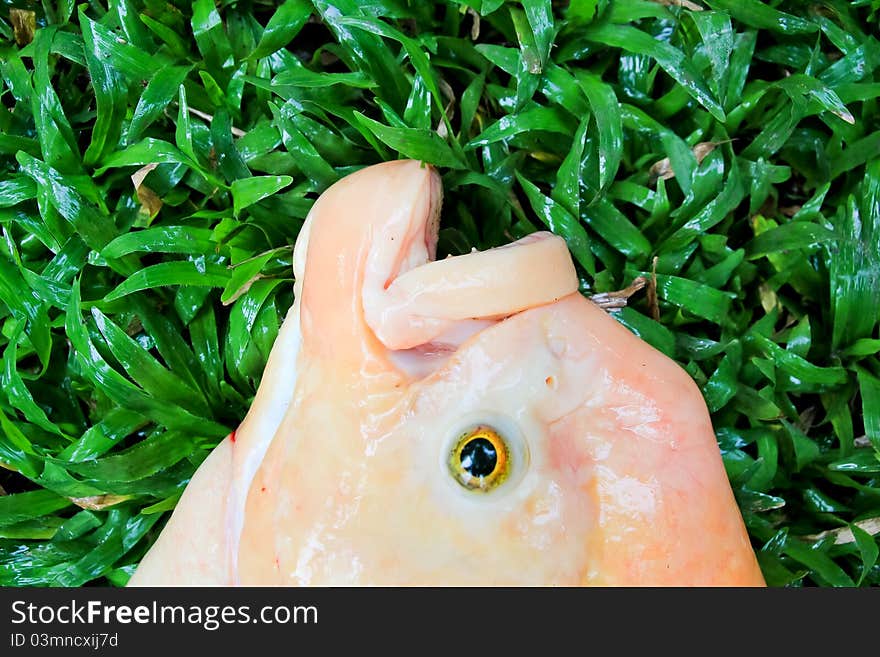 Fish Head on the ground. Fish Head on the ground