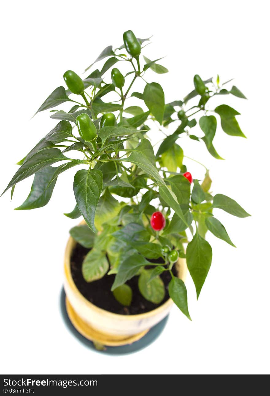 Red pepper bunch on white background