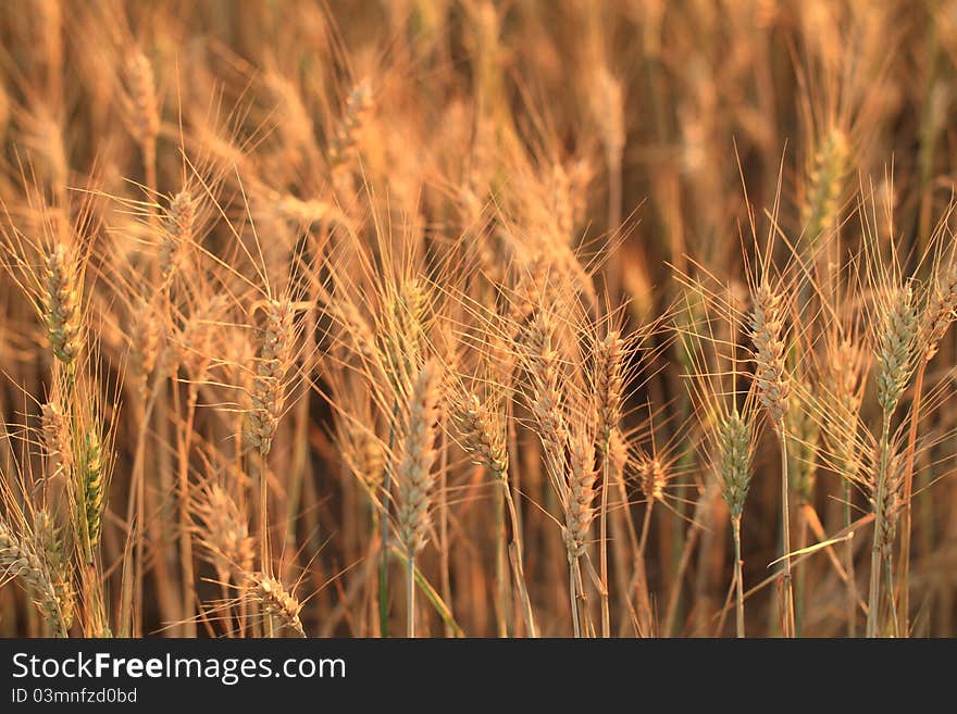 Fields of wheat