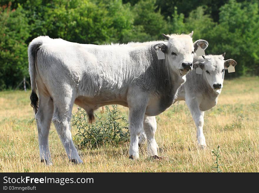 Hungarian grey cattle