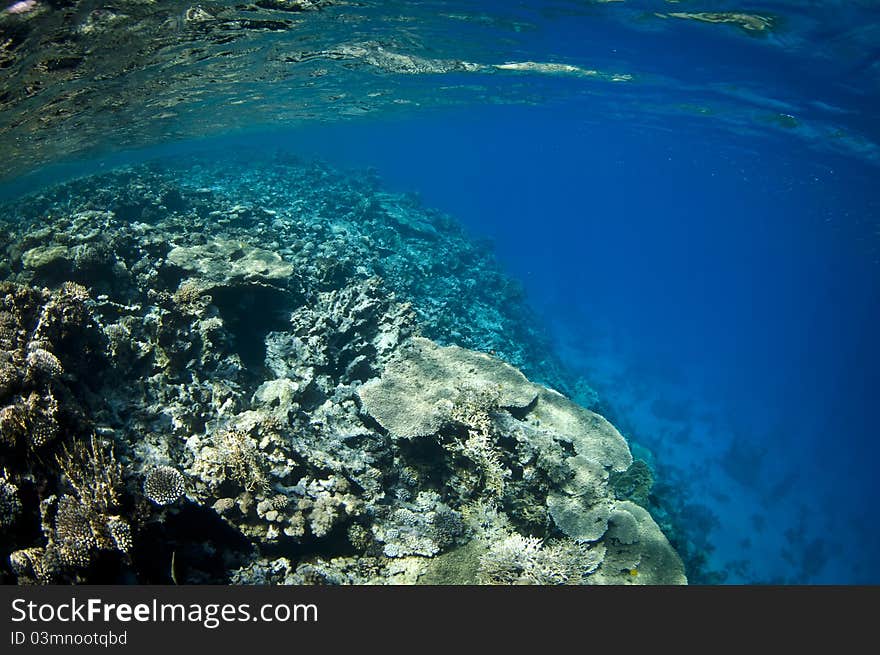 Underwater Tropical Coral Reef