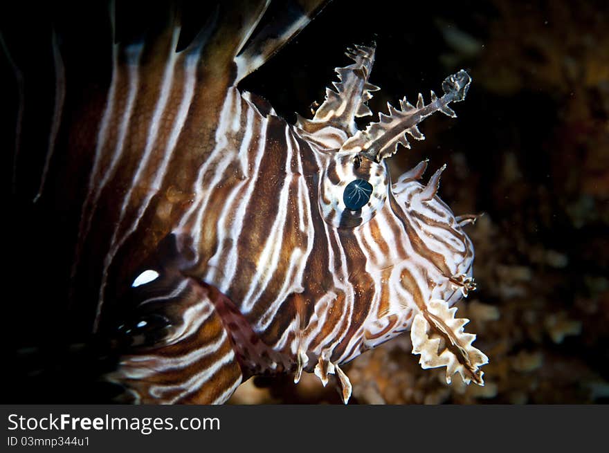 Head Of A Lion Fish