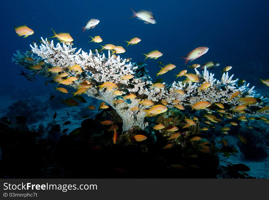 Table coral and tropical reef fish