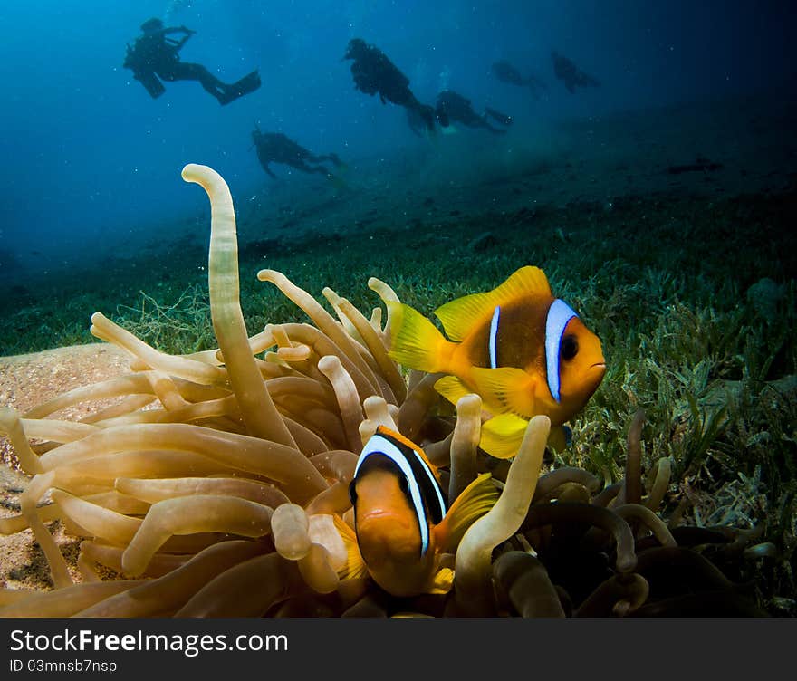 Anemone fish and scuba divers