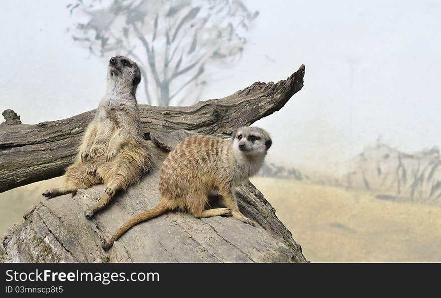 Meerkat standing up and looking around. Meerkat standing up and looking around