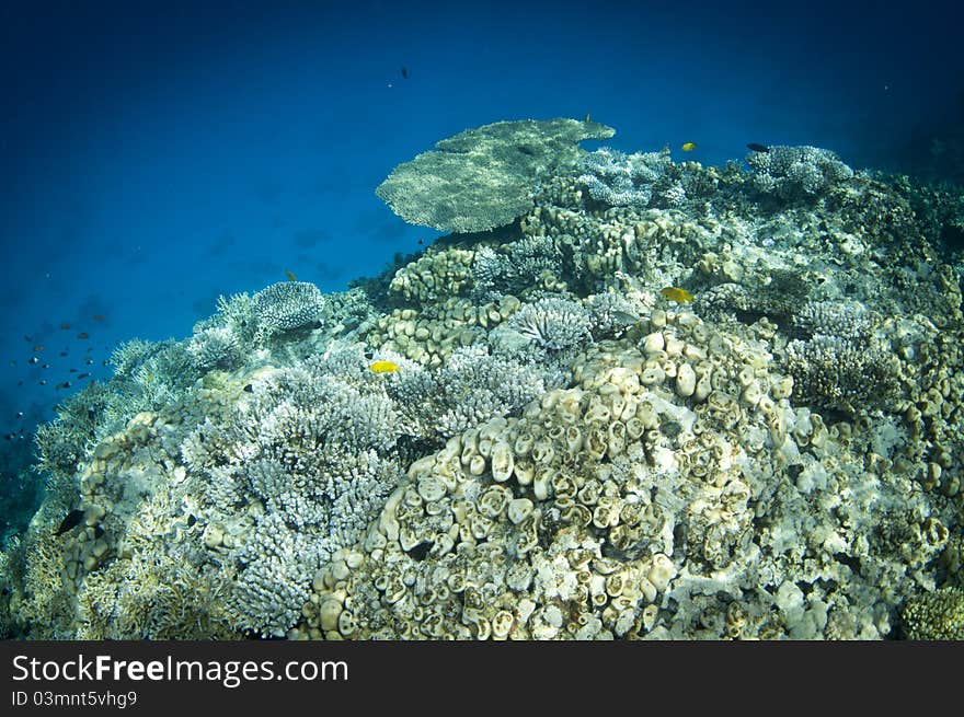 Underwater Tropical Coral Reef