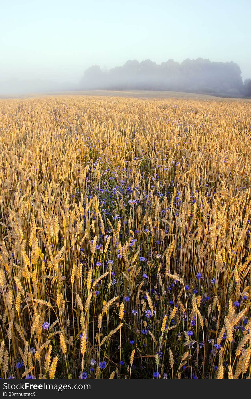 Crop Field And Morning Mist