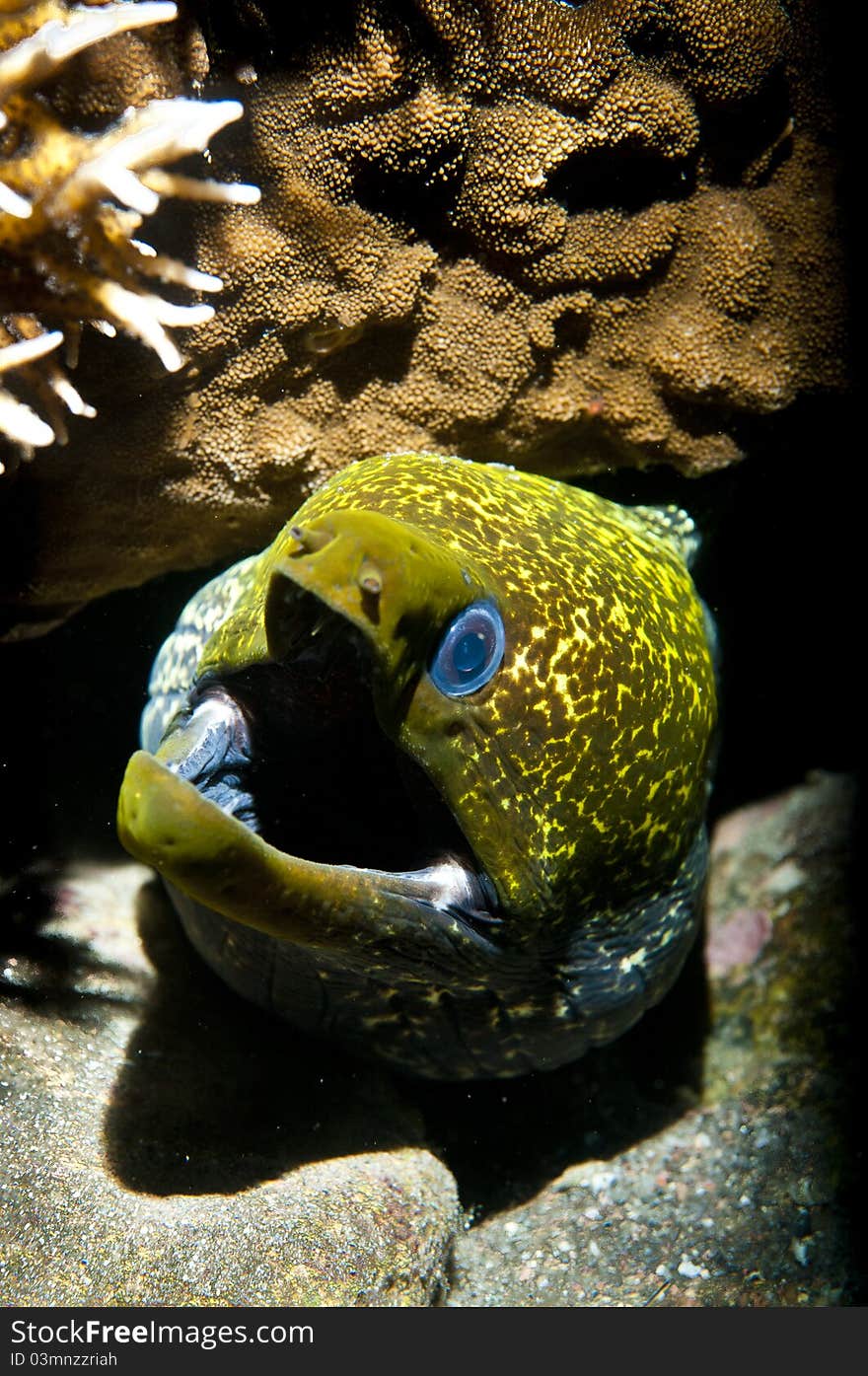 Honeycombe Moray eel