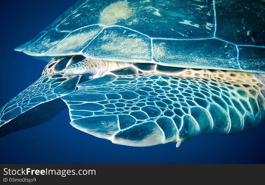 The Tail end of a female Green Sea Turtle