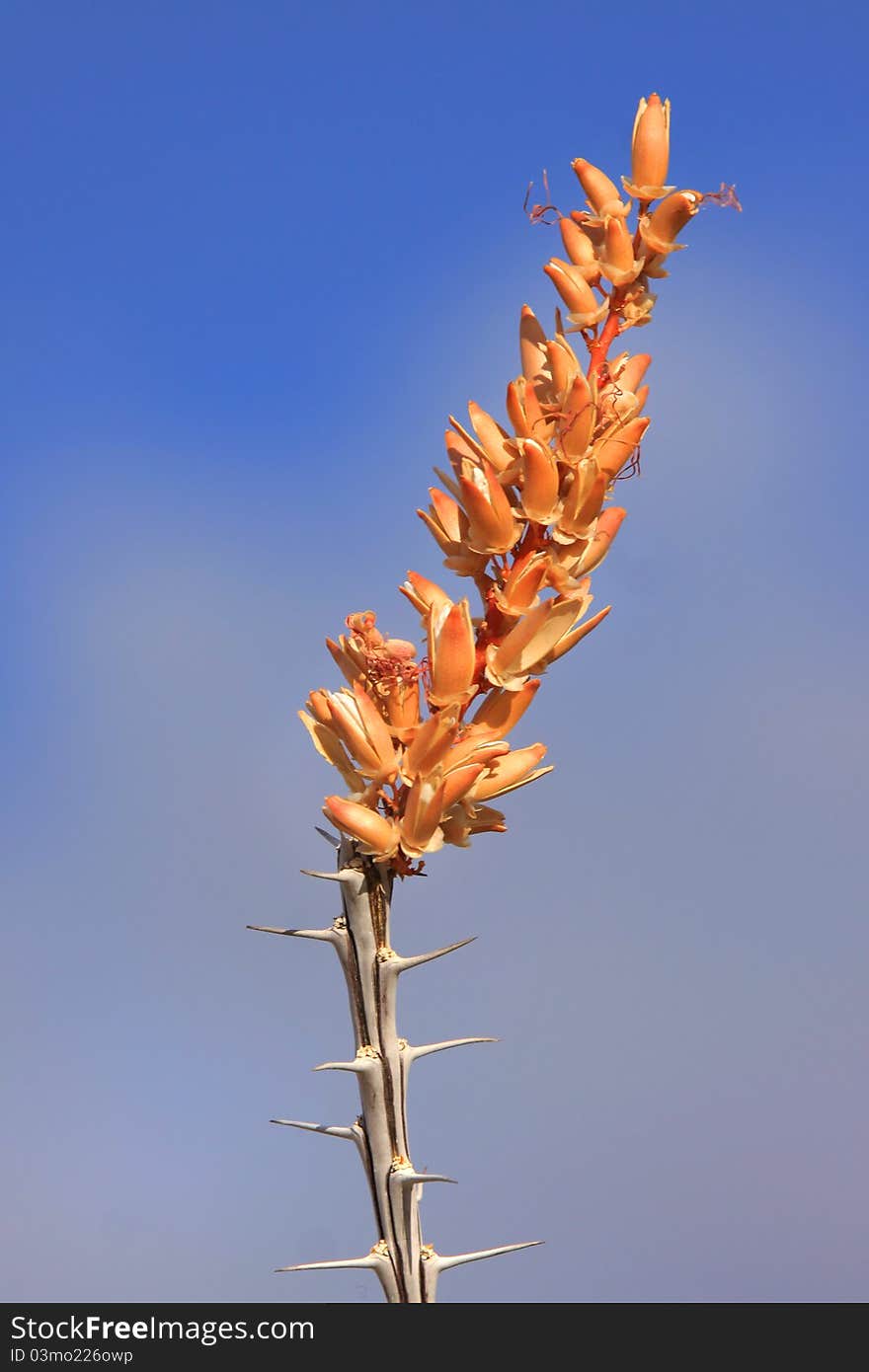 Fouquieria splendens wild flowers in Sonoran desert Arizona. Fouquieria splendens wild flowers in Sonoran desert Arizona