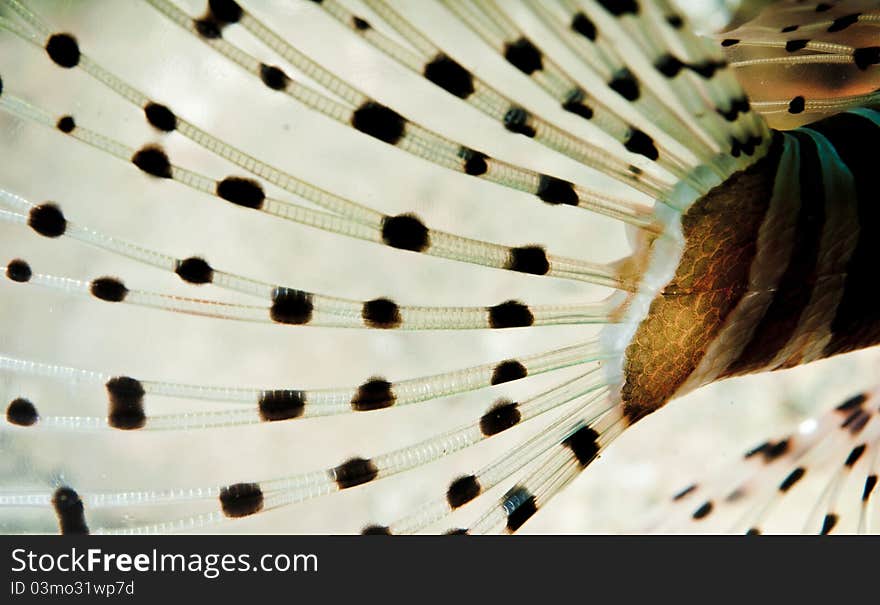 Underwater texture of a tail fin of fish. Underwater texture of a tail fin of fish