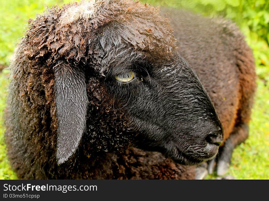 Black Sheep was resting in the hills of Manali, India