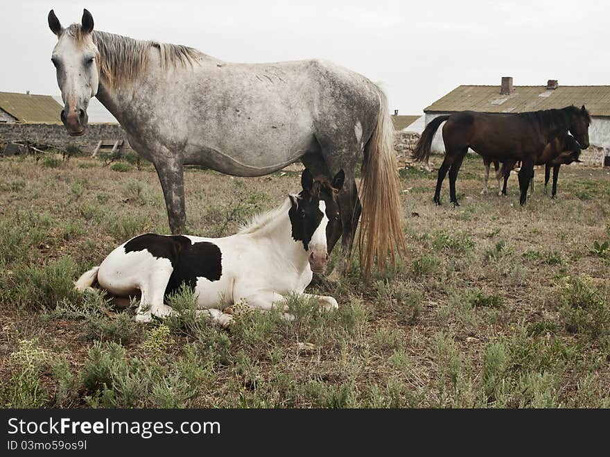 Horses resting at the pasture, mare and a foal. Horses resting at the pasture, mare and a foal