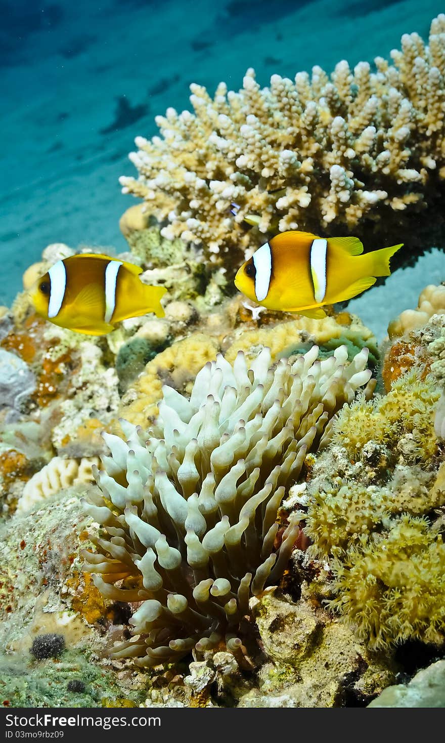 TwoAnemone fish in underwater coral reef