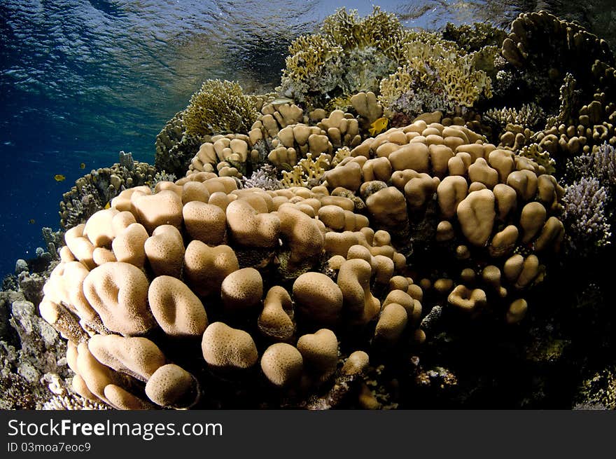 Underwater tropical coral reef