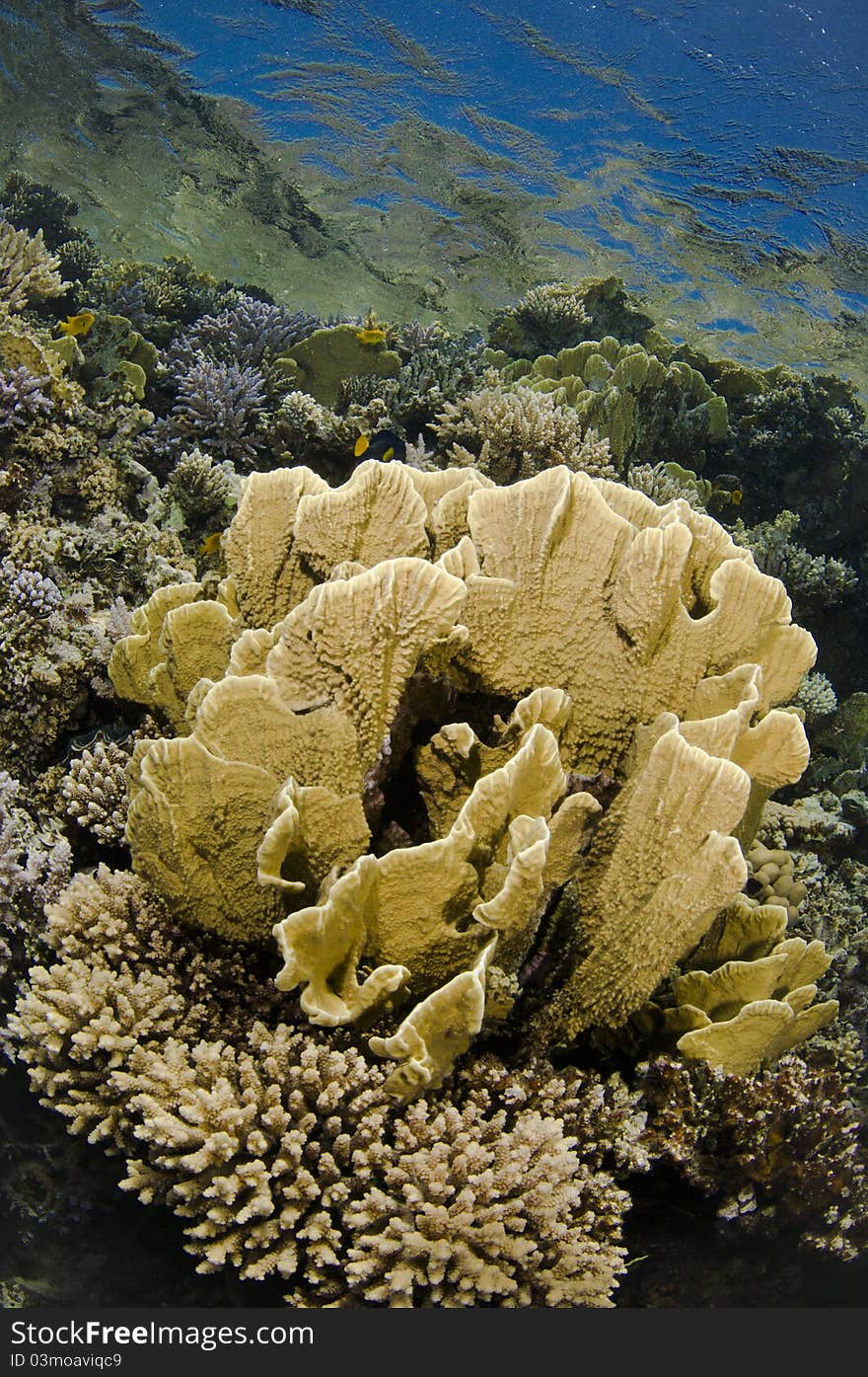 Underwater tropical coral reef