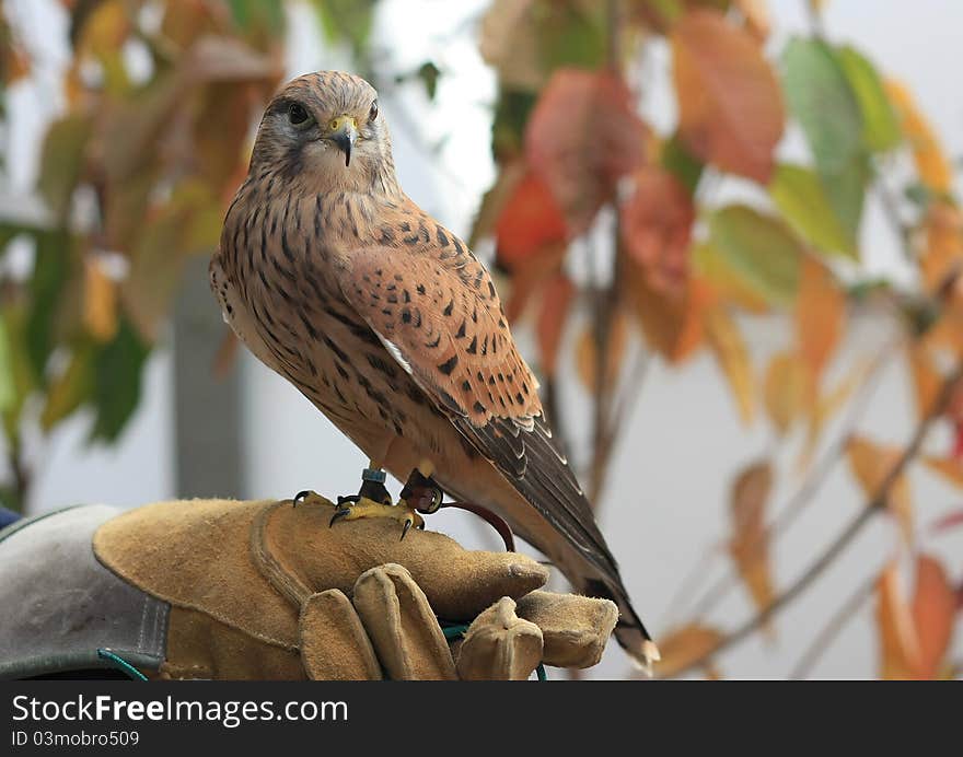 Female Kestrel (Falco tinnunculus) on keepers glove. Female Kestrel (Falco tinnunculus) on keepers glove.