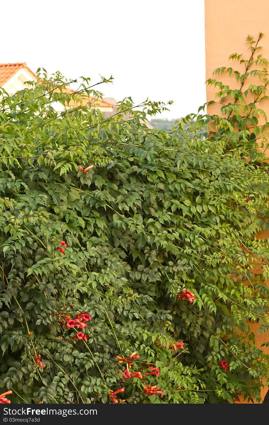 Climbing vine with flowers Campsis