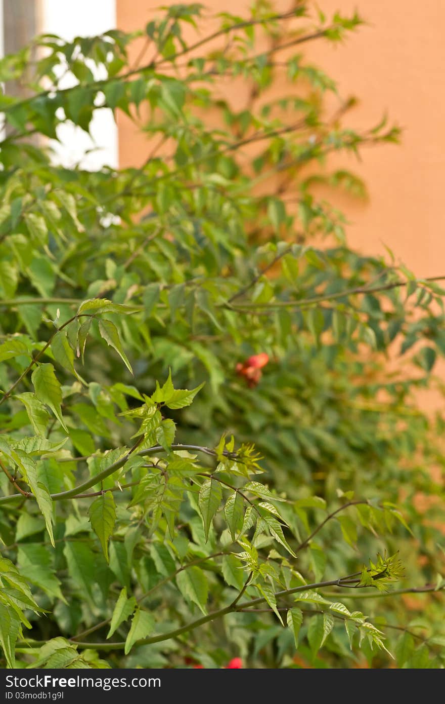 Climbing vine with flowers Campsis