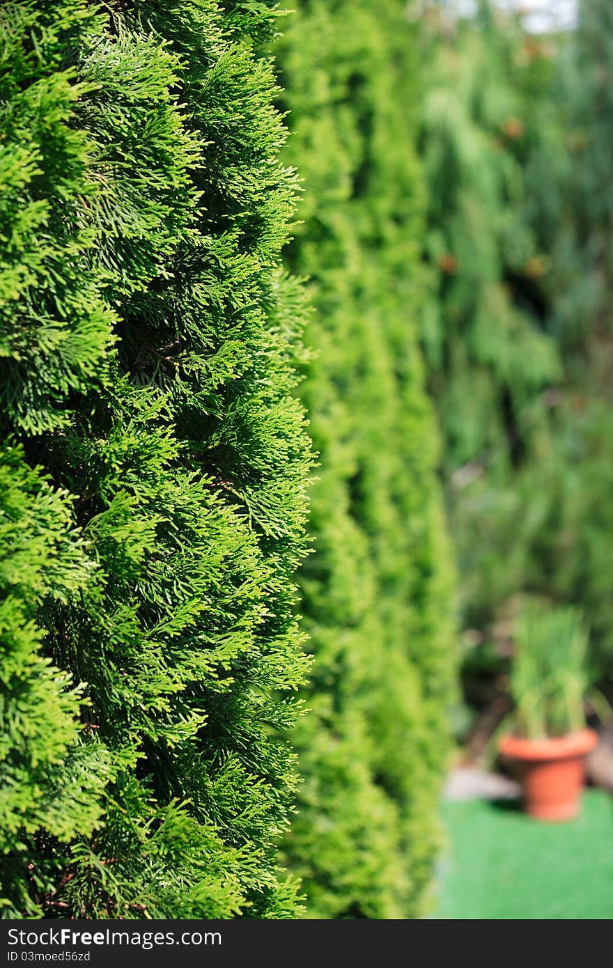 Landscape design. Cypress trees in the garden.